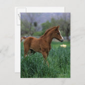 Arab Foal Standing Briefkaart (Voorkant / Achterkant)