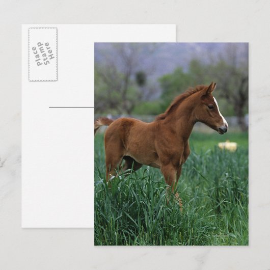 Arab Foal Standing Briefkaart (Voorkant / Achterkant)