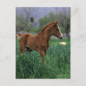 Arab Foal Standing Briefkaart (Voorkant)