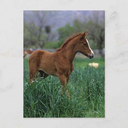 Arab Foal Standing Briefkaart (Voorkant)