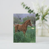Arab Foal Standing Briefkaart (Staand voorkant)
