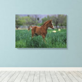 Arab Foal Standing Canvas Afdruk (Insitu (Houten vloer))