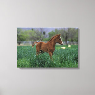 Arab Foal Standing Canvas Afdruk