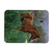 Arab Foal Standing Magneet (Horizontaal)