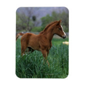 Arab Foal Standing Magneet (Verticaal)