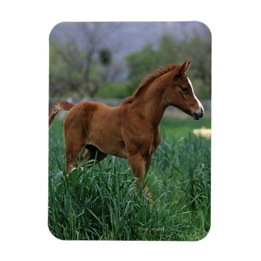 Arab Foal Standing Magneet (Verticaal)
