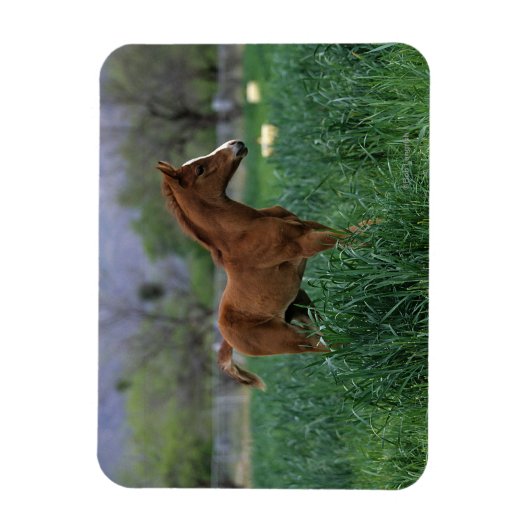 Arab Foal Standing Magneet (Verticaal)
