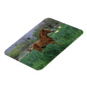 Arab Foal Standing Magneet (Linkerzijde)