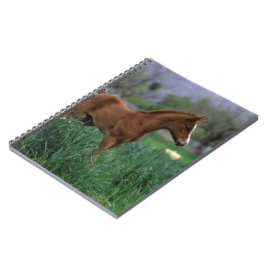 Arab Foal Standing Notitieboek (Linkerzijde)