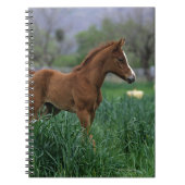 Arab Foal Standing Notitieboek (Voorkant)