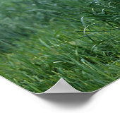 Arab Foal Standing Poster (Hoek)