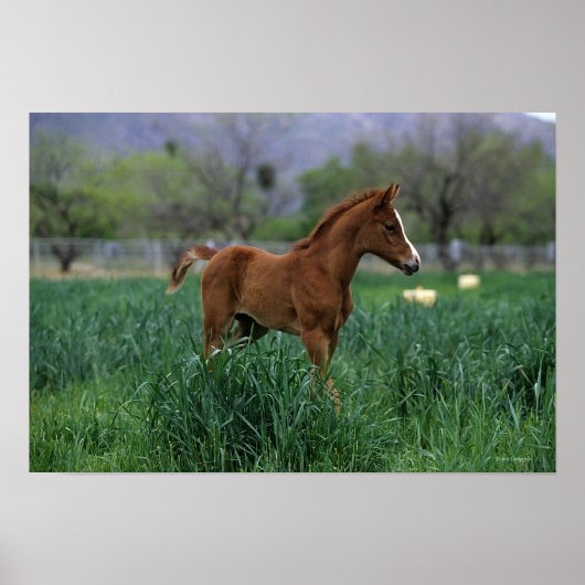 Arab Foal Standing Poster (Voorkant)