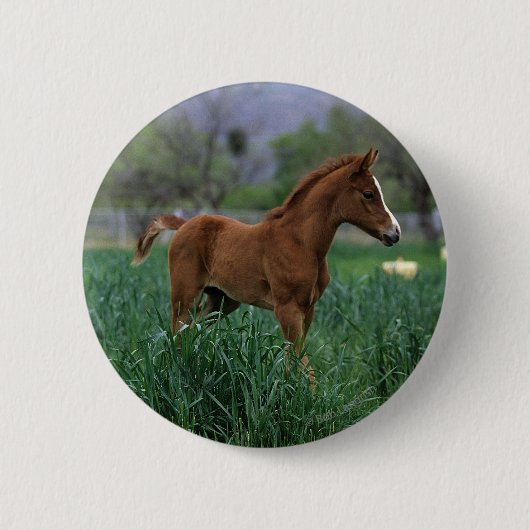 Arab Foal Standing Ronde Button 5,7 Cm (Voorkant)