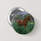 Arab Foal Standing Ronde Button 5,7 Cm (Voorkant /achterkant)