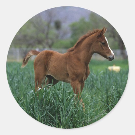 Arab Foal Standing Ronde Sticker (Voorkant)