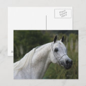 Arab Horse Headshot 1 Briefkaart (Voorkant / Achterkant)
