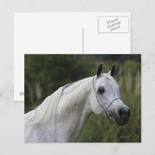 Arab Horse Headshot 1 Briefkaart (Voorkant / Achterkant)
