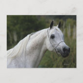Arab Horse Headshot 1 Briefkaart (Voorkant)