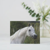 Arab Horse Headshot 1 Briefkaart (Staand voorkant)