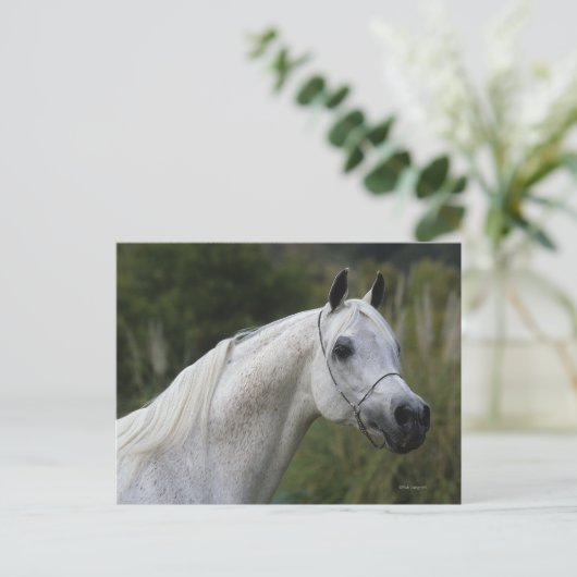 Arab Horse Headshot 1 Briefkaart (Staand voorkant)