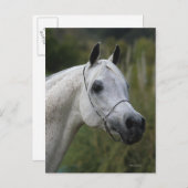 Arab Horse Headshot 1 Briefkaart (Voorkant / Achterkant)