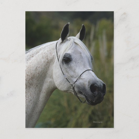 Arab Horse Headshot 1 Briefkaart (Voorkant)