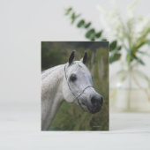 Arab Horse Headshot 1 Briefkaart (Staand voorkant)