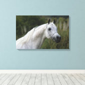 Arab Horse Headshot 1 Canvas Afdruk (Insitu (Houten vloer))
