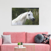 Arab Horse Headshot 1 Canvas Afdruk (Insitu (Woonkamer))