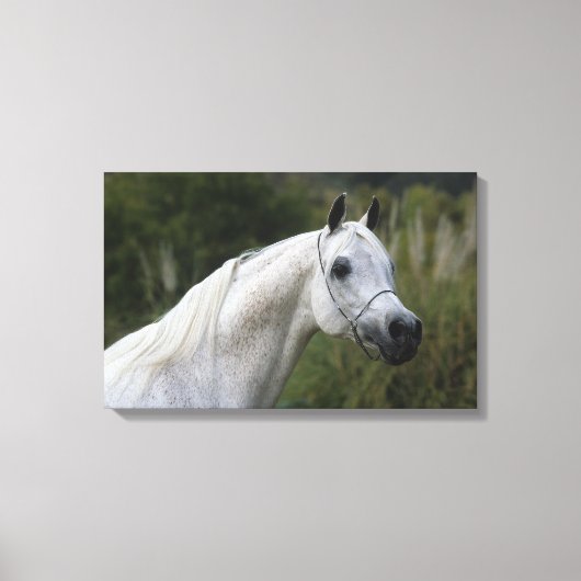 Arab Horse Headshot 1 Canvas Afdruk (Voorkant)
