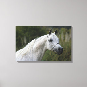 Arab Horse Headshot 1 Canvas Afdruk