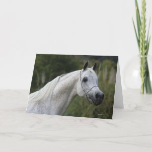 Arab Horse Headshot 1 Kaart