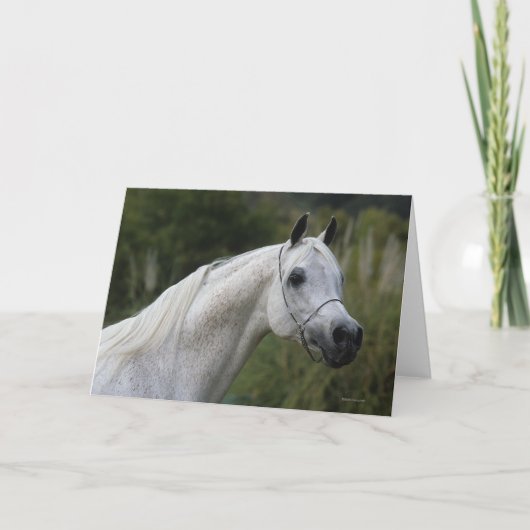 Arab Horse Headshot 1 Kaart (Voorkant)