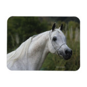Arab Horse Headshot 1 Magneet (Horizontaal)