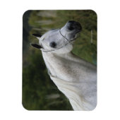 Arab Horse Headshot 1 Magneet (Verticaal)