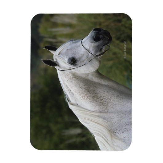 Arab Horse Headshot 1 Magneet (Verticaal)