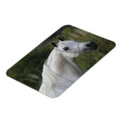 Arab Horse Headshot 1 Magneet (Linkerzijde)