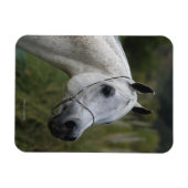 Arab Horse Headshot 1 Magneet (Horizontaal)