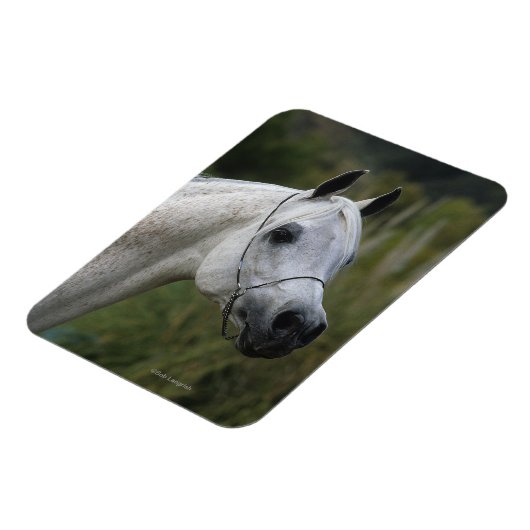 Arab Horse Headshot 1 Magneet (Linkerzijde)