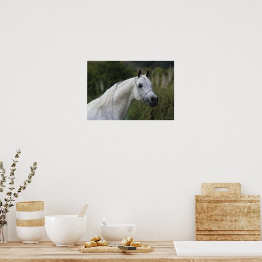Arab Horse Headshot 1 Poster (Keuken)