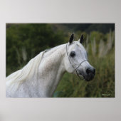 Arab Horse Headshot 1 Poster (Voorkant)