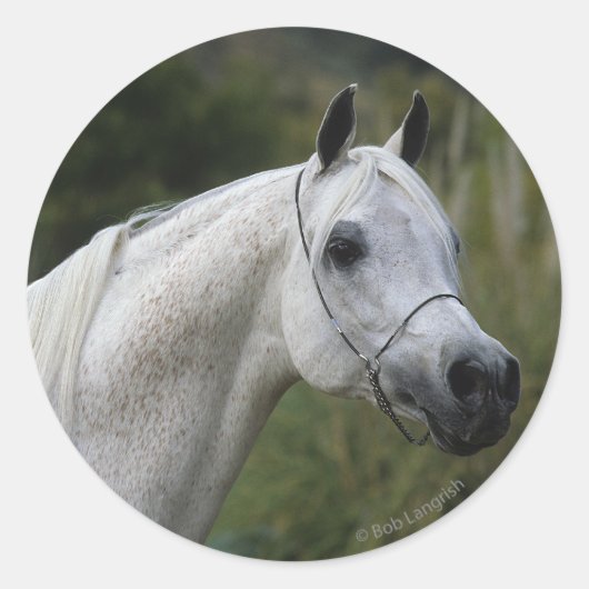 Arab Horse Headshot 1 Ronde Sticker (Voorkant)