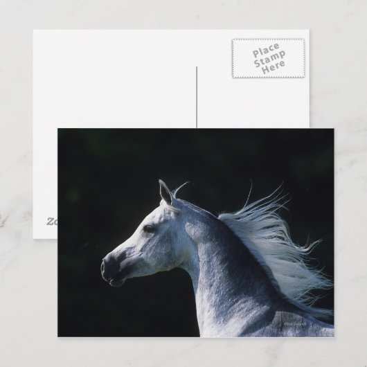 Arab Horse Headshot 2 Briefkaart (Voorkant / Achterkant)