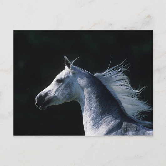 Arab Horse Headshot 2 Briefkaart (Voorkant)