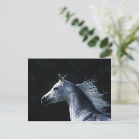 Arab Horse Headshot 2 Briefkaart (Staand voorkant)