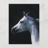 Arab Horse Headshot 2 Briefkaart (Voorkant)