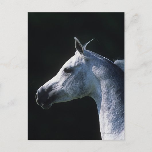 Arab Horse Headshot 2 Briefkaart (Voorkant)