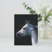 Arab Horse Headshot 2 Briefkaart (Staand voorkant)