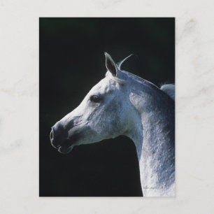 Arab Horse Headshot 2 Briefkaart