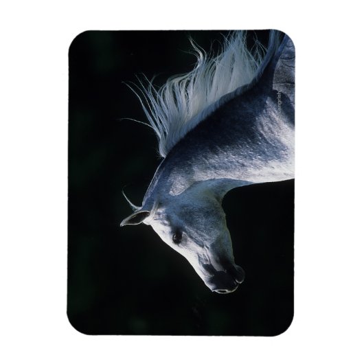 Arab Horse Headshot 2 Magneet (Verticaal)